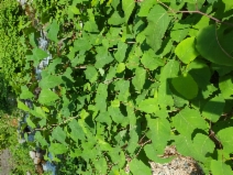 Fallopia sachalinensis