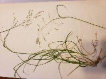 Poa kelloggii