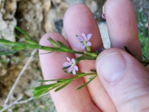 Lythrum californicum