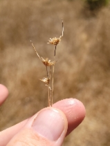 Juncus capitatus