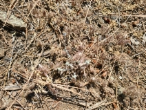 Cordylanthus nidularius