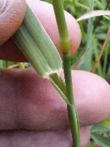 Alopecurus pratensis