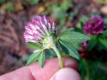Trifolium pratense