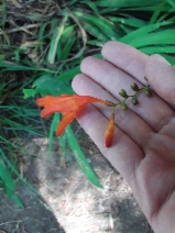Crocosmia Xcrocosmiiflora