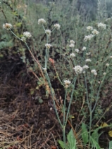 Eriogonum elatum var. villosum