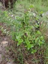 Mentha canadensis