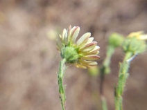 Hemizonia congesta ssp. lutescens