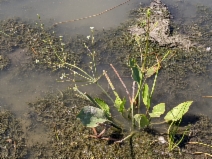 Alisma triviale