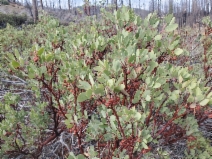 Arctostaphylos stanfordiana
