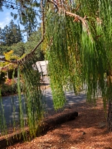 Pinus patula