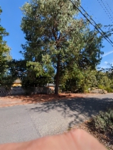 Pinus patula