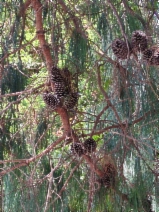 Pinus patula