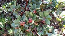 Arctostaphylos tomentosa ssp. bracteosa