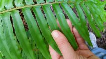 Polystichum imbricans ssp. curtum