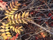 Pistacia chinensis