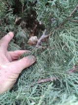 Cupressus sempervirens