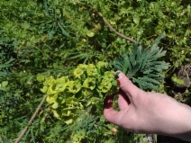 Euphorbia virgata