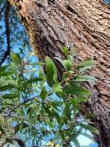 Acacia melanoxylon - Calflora
