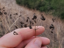 Perideridia kelloggii
