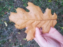 Quercus kelloggii