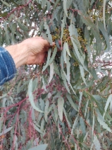 Search for Plants Results - Calflora