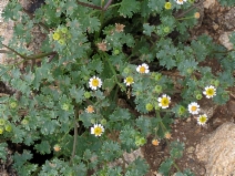 Perityle emoryi - Calflora