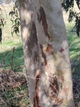 Eucalyptus tereticornis