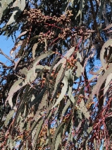 Eucalyptus tereticornis