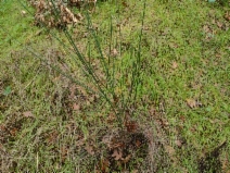 Cytisus multiflorus