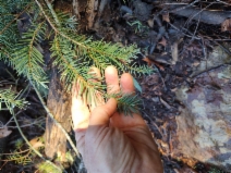 Pseudotsuga menziesii var. menziesii