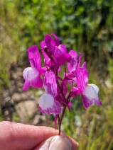 Linaria maroccana