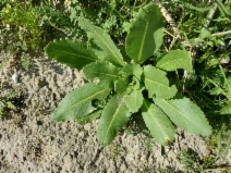 Caulanthus inflatus