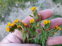 Amsinckia tessellata var. gloriosa