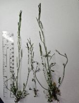 Cardamine hirsuta - Calflora