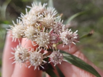 Baccharis salicifolia ssp. salicifolia