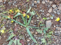 Chlorogalum angustifolium