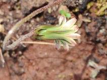 Microseris acuminata