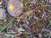 Microseris acuminata