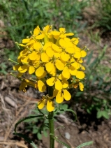 Erysimum capitatum var. angustatum