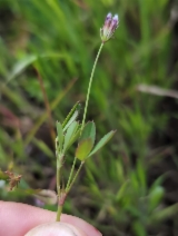 Trifolium oliganthum