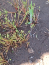 Juncus bufonius var. occidentalis