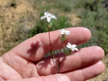Linanthus bigelovii ssp. johnsonii