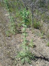 Carthamus baeticus