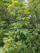 Acer negundo