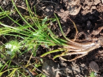 Isoetes howellii