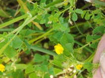 Medicago orbicularis