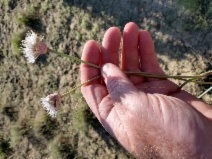 Allium howellii var. sanbenitense