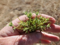 Eriastrum hooveri