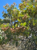Arctostaphylos viscida ssp. pulchella