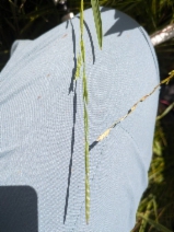 Glyceria leptostachya